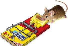 Big Cheese Live Catch Mouse Traps 2 Pack {STV155}